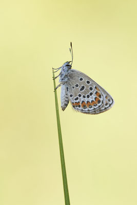 Argus-Bläuling - (Urlaub im Allgäu / Bayern vom  08.07. bis 17.07.2022)