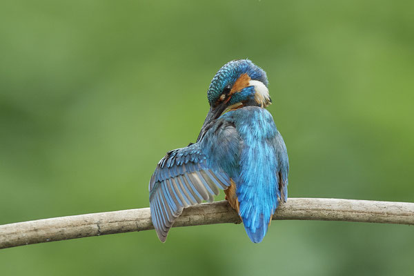 Eisvogel - und das gleiche nochmal Rückenseite - (22.05.2020)