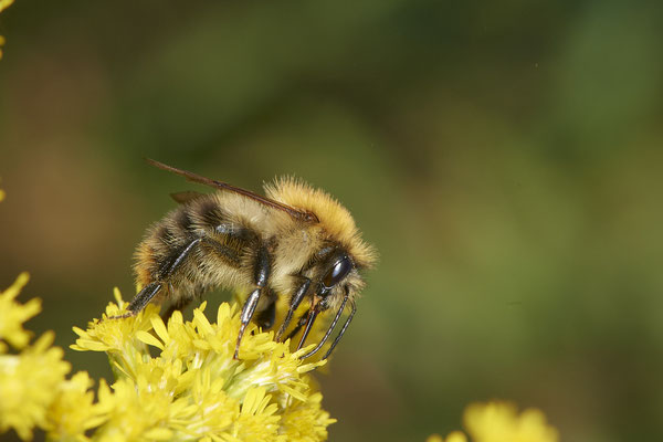 Nr.17/20 - Ackerhummel - OB/E-LMB - (16.10.2018)