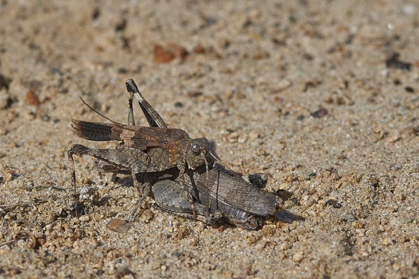 Nr.12/25 - Blauflügelige Ödlandschrecke (Oedipoda caerulescens) - Kopula - OB Läppkes Mühlenbach (11.10.2018)
