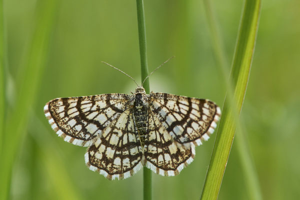 Klee-Gitterspanner - Düsseldorf - Urdenbacher Kämpe - (09.05.2021)