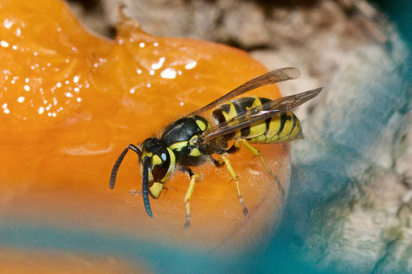 Vespula germanica - Garten