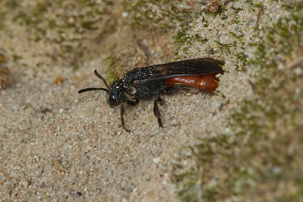 Nr.17/10 - Sphecodes sp (Blutbiene) - OB/E-LMB - (17.10.2018)