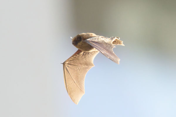 Zwergfledermaus - fliegt im Garten und ums Haus - aufgenommen 02.02.2025