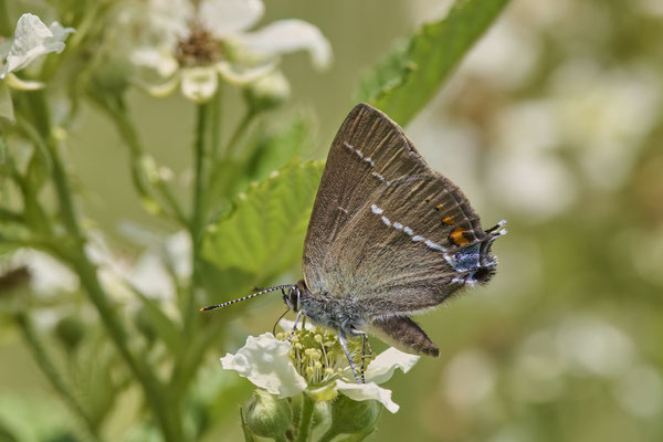 Kreuzdorn-Zipfelfalter - (Urlaub Mosel Valwig vom  08.06. bis 11.06.2023 mit der Nabu Herne)