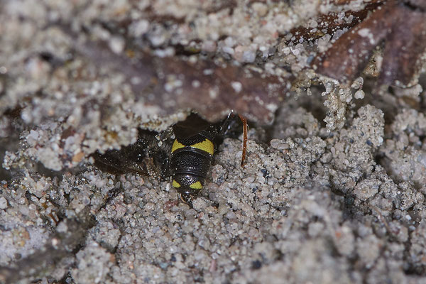 Nr.0703 - Cerceris rybyensis / Bienenjagende Knotenwespe beim vergraben der Beute - OB LMB - 51°29`11.55" 6°53`53.48" - (16.06.2019)
