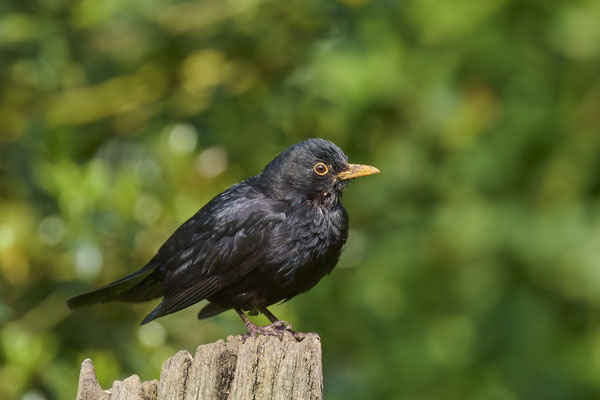 Amsel