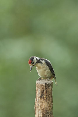Buntspecht - in Pinguin-Haltung - (03.08.2021)