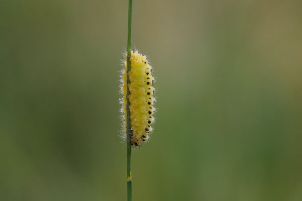 Raupe vom Sechsfleck-Widderchen