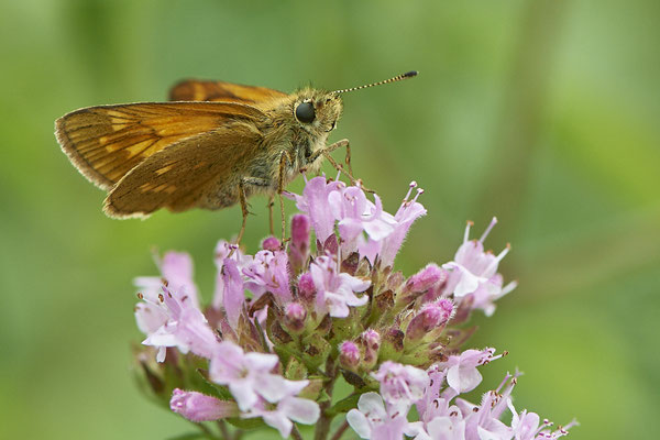Rostfarbiger-Dickkopffalter