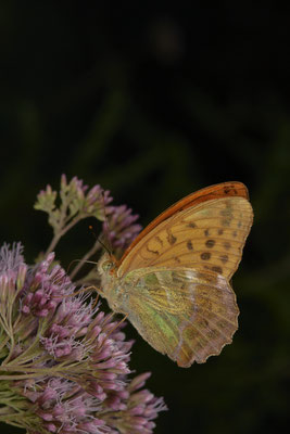 Kaisermantel - (31.07.2020)