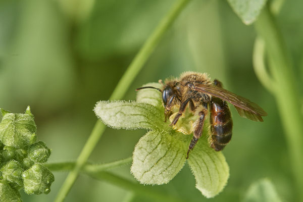 Nr.0716 - Andrena florea / Zaunrüben-Sandbiene - w - OB Neue Mitte 2 - 51°29`18.27" 6°53`39.83" - (16.06.2019)