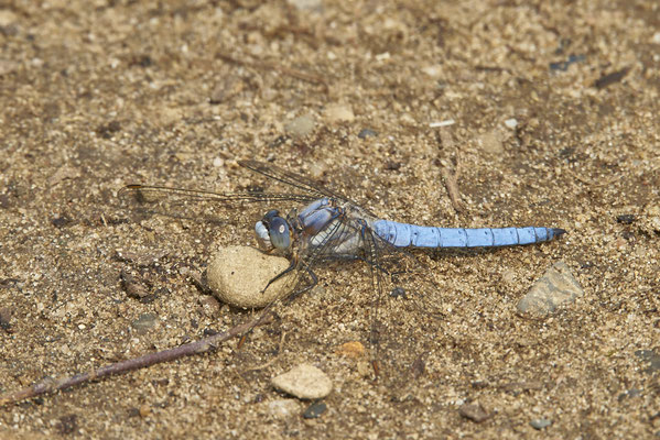 Südlicher Blaupfeil