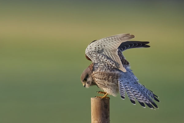Turmfalke