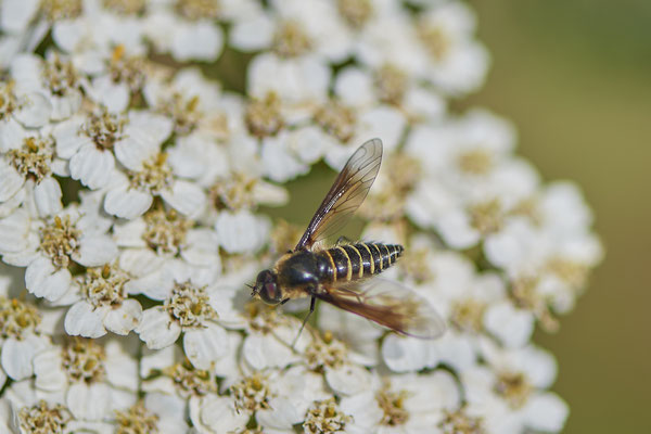 Nr.0044 - Bienenfliege - Kaiserstuhl - (23.06.2020)