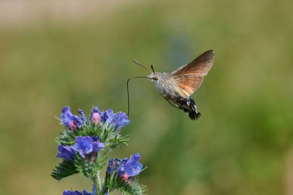 Taubenschwäzchen - (Urlaub im Allgäu / Bayern vom  08.06. bis 19.06.2025)