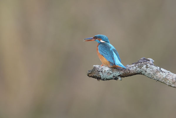 Eisvogel w - (13.02.2022)