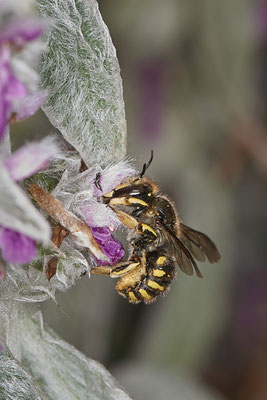 Anthidium manicatum / Garten-Wollbiene - Garten - (03.07.2021)