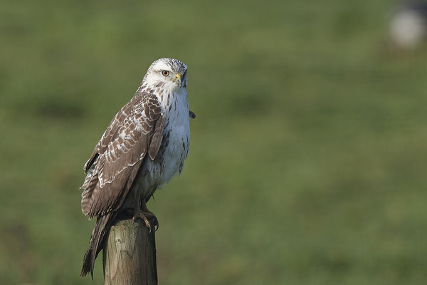 Mäusebussard - Bislicher Insel - (29.11.2019)