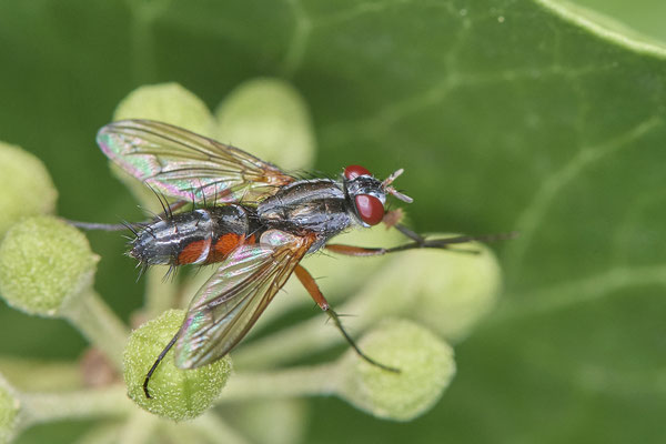 Nr. 5-1/13 - Raupenfliege (Mintho rufiventris)  - OB Weiherstraße-116 Parplatz Netto (24.09.2018)