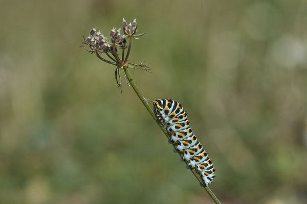  Papilio machaon / Schwalbenschwanz - DIN Emschermündung - 51°33`43.02" 6°41`27.86" - (18.09.2019)