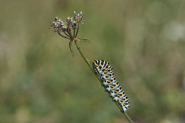  Papilio machaon / Schwalbenschwanz - DIN Emschermündung - 51°33`43.02" 6°41`27.86" - (18.09.2019)