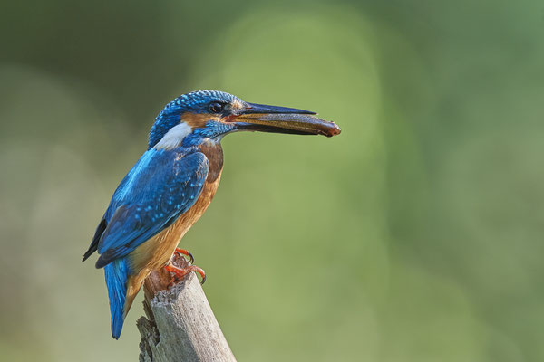 Laufend werden Fische für die Jungen gebracht - (04.08.2020)