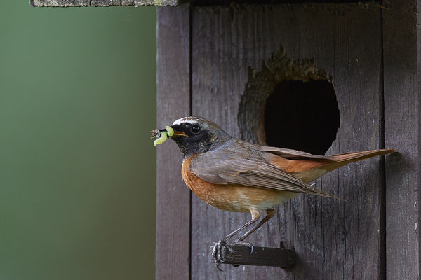Habe gestern den Gartenrotschwanz entdeckt und bin heute sofort zum fotografieren hingefahren - (11.06.2020)