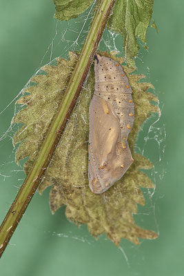 Distelfalter - Puppe - 7te-Tag