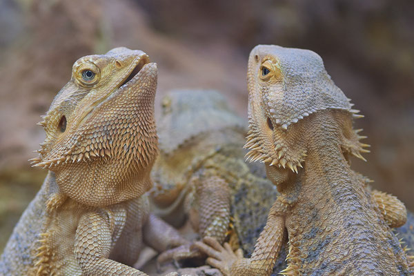  Bartagame - Besuch mit der Fotogruppe Nabu Herne im Terrazoo - (03.08.2019)