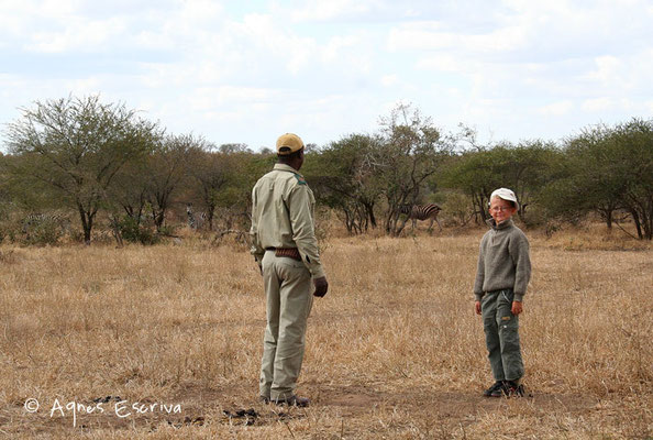Approche à pied d'un troupeau de zèbres - Umlani, Timbavati - Afrique du Sud août 2006