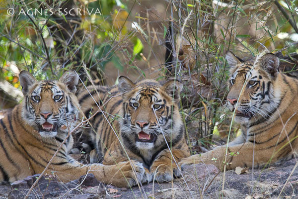 Trio de tigres