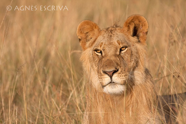 Jeune lion - Kenya août 2010