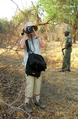 Safari à pied - South Luangwa - Zambie nov 2005
