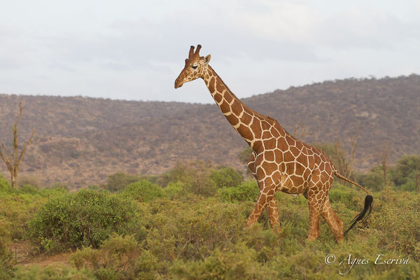 Samburu - Kenya février 2017