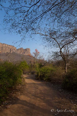 Piste, Ranthambore