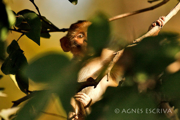 Cache-cache du macaque rhésus