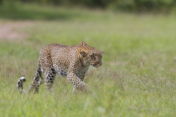 Mara - Kenya décembre 2015