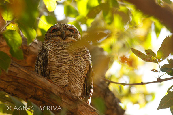 Mottled wood owl