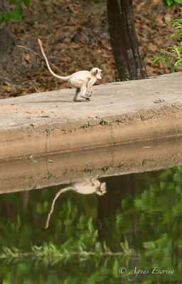 Langurs et reflets 2