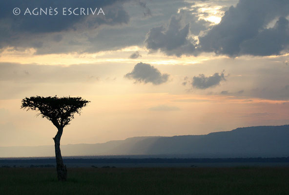 L'acacia -Kenya février 2007