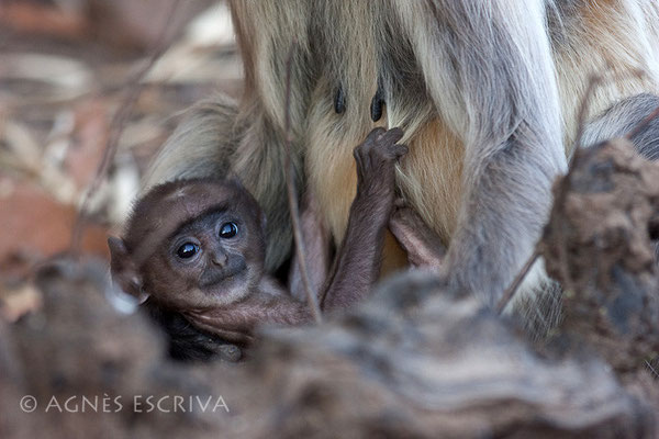 Bébé singe langur dans les bras de sa mère