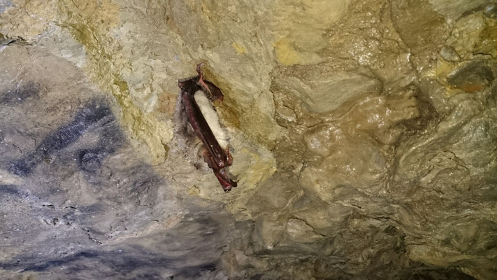 Fledermaus