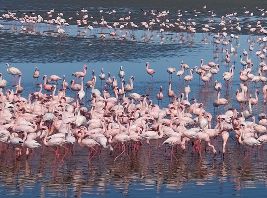 Flamingo Point Walvis Bay Namibia