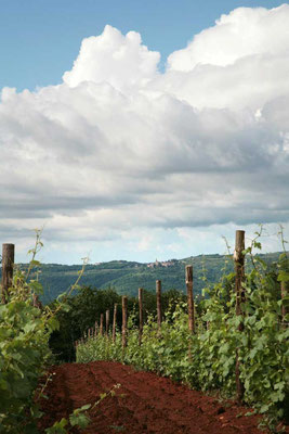 Weinberg von Geržinić in Vizinada, Istrien