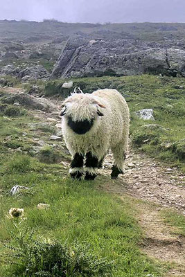 Nicht so gefährlich, wie es aussieht – Walliser Schwarznasenschaf