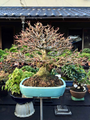 Kyoto Bonsai Ausstellung Baumschule