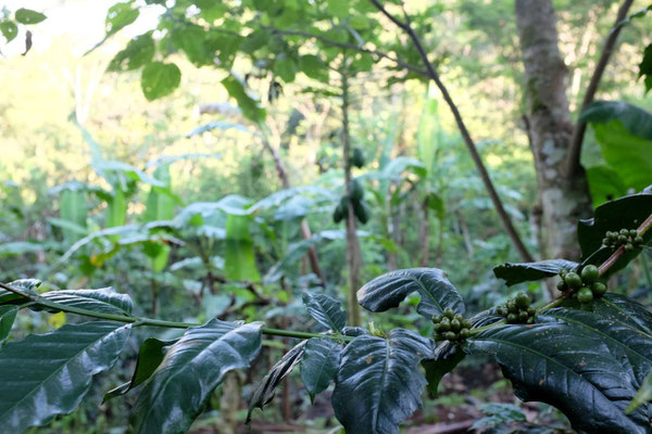 Robusto und Arabica wachsen auf der Plantage