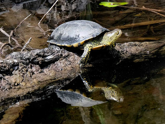 Fango-Delta Schildkröten