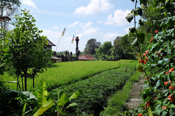 Das ländliche Ubud